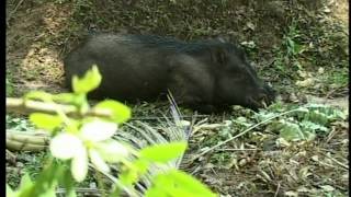 Kattu Panni, Thrissur