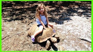 LOOK I'M RIDING A REAL TORTOISE!!!