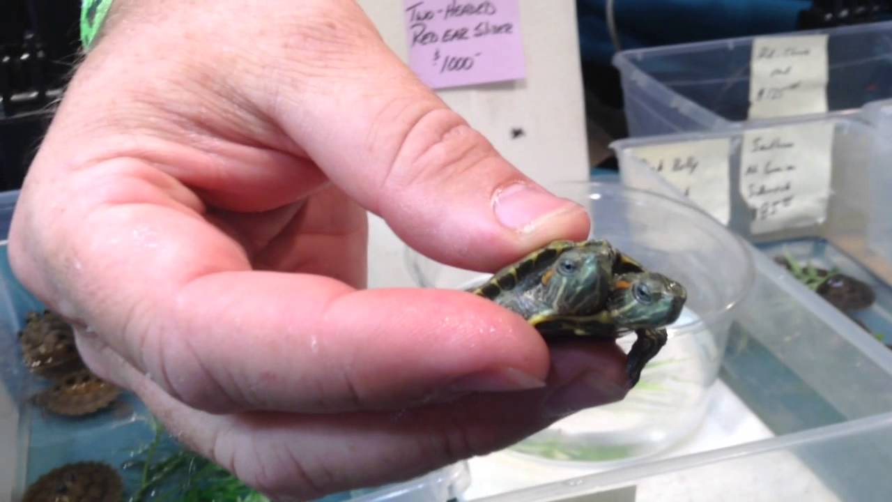 Reptile Show 2015 - YouTube