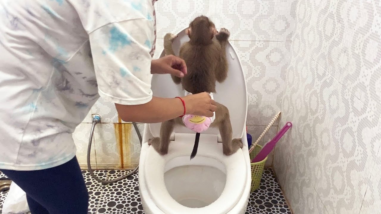 Hygienic Judee Use Toilet To Pooooopppp Like A PRO