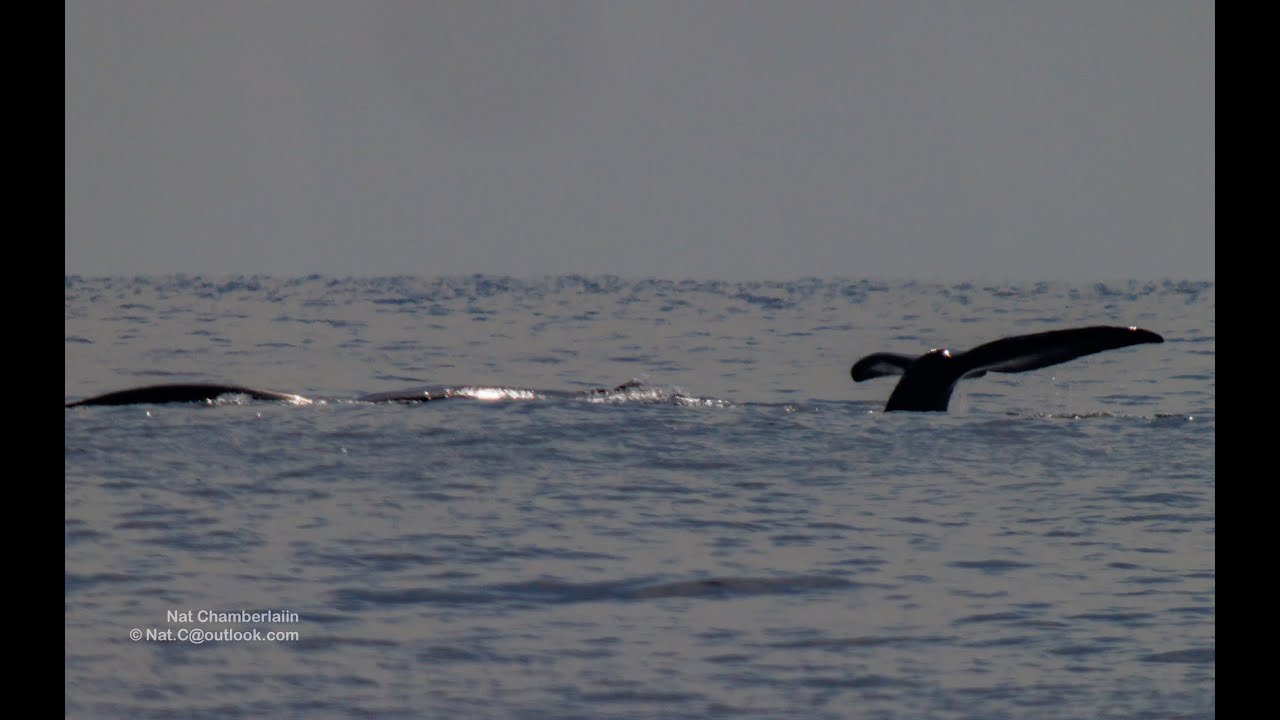 Right Whales Surface Interaction - Digiscoping TLS-APO Canon R5