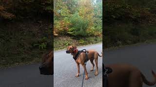 Pictures That Will Make You Want A Redbone Coonhound#shorts#viral#pets