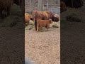 highland cow and calf bonding toronto canada may 2026