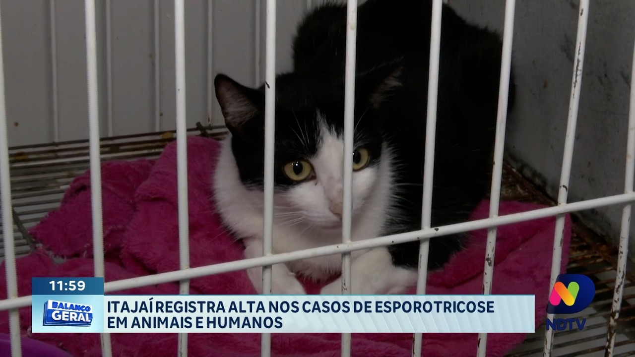 Itajaí registra aumento de casos de esporotricose em animais e humanos