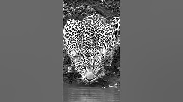 Always do your best. #apexstoicism