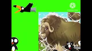 Animals (Hindi English phatasla) stampede green screen