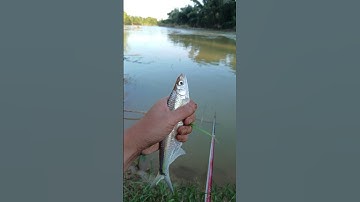 CÁ MƯƠNG SIÊU TO Ở SÔNG BẰNG #vivucaobang #caobangmenyeu #travel #fishing