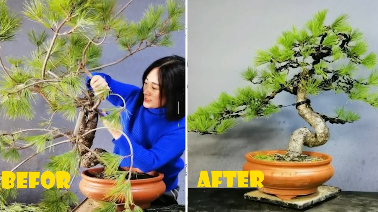 How to bend a bonsai great bonsai bending skills 202 YouTube