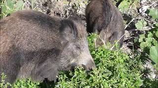 Boar Swing In My Zena