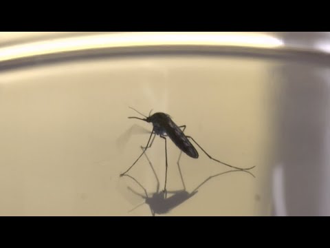 וִידֵאוֹ: 3 דרכים למניעת מלריה