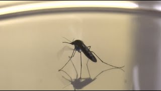 Malaria Prevention: Protect Yourself When Traveling Internationally