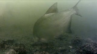 Download Lagu Feeder pod hladinou 2  (underwater feeder fishing - part 2) MP3