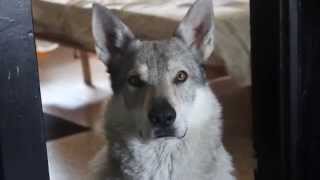 Czech wolfdog howling