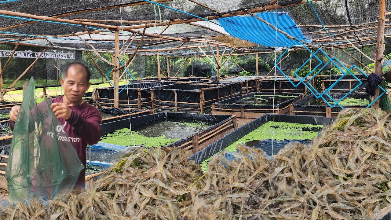 กุ้งฝอยเงินล้าน!!สร้างรายได้ 100,000฿ ต่อเดือนทำได้สบายมาก!!วิธีการเลี้ยง ดูแลจัดการยังไงห้ามพลาด