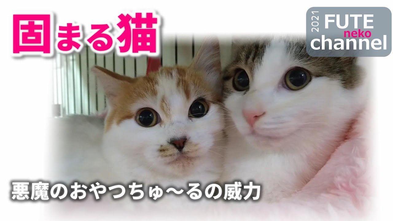1 2day シャーはなし 激おこもなし 固まる猫さんは無反応 いでよ悪魔のおやつちゅ る お前の威力を見せるのだ 保護子猫 Youtube 1 2day シャーはなし 激おこもなし 固まる猫さんは無反応 いでよ悪魔のおやつちゅ る お前の威力を見せるのだ 保護子猫 Youtube