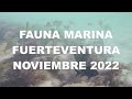 FAUNA MARINA DE FUERTEVENTURA NOVIEMBRE 2022