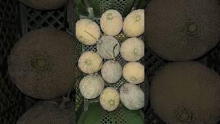 #cantaloop #gardening #melon #plants #polytunnel #fruit