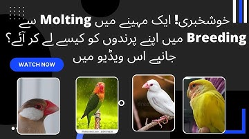 java & Lovebirds Molting Season #javafinch #lovebird