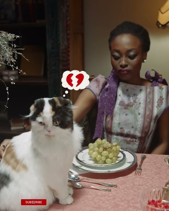 cats-last-words-before-getting-neutered-shorts-youtube
