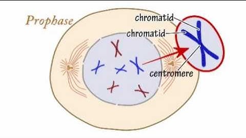 Mitosis Music Video by Peter Weatherall