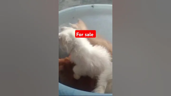 Watch the video about Beautiful kittens for sale #cat #kitten #shorts #forsale #drimaadrashid #farming #persian #viral