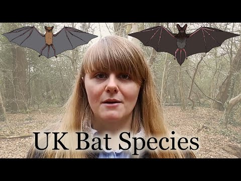 12 Bat Species Found in the UK (Bats You Might See in your Garden) | UK Wildlife Species