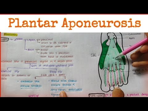 Video: Plantaire Aponeurose Anatomie, Functie En Diagram - Lichaamskaarten