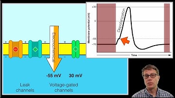 The Action Potential