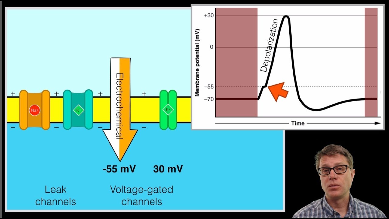 The Action Potential - YouTube