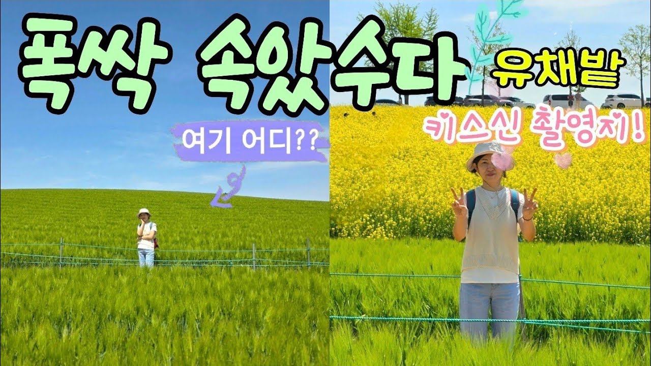 [4K]🌿폭삭속았수다🌿유채꽃밭🌼촬영지|청보리밭🌱축제|청보리🌿와유채꽃🌼의향연