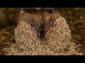 🔥 Shocking Cow Hoof Maggots Removal – Extreme Infection Treatment You Can’t Ignore 😱