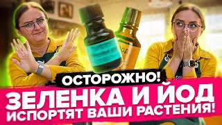 ЙОД, ЗЕЛЕНКА И СЫВОРОТКА ОТ ФИТОФТОРЫ НЕ ПОМОГУТ! Вся правда о народных советах!