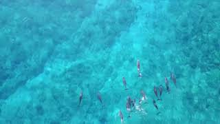 Mauritius Dolphins