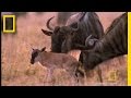 Wildebeest migration  national geographic