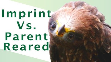 What is the Best Way to Raise a Bird of Prey?