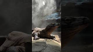 Komodo Dragon Relaxing @thecalgaryzoo