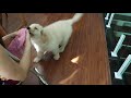 Trying To Clean Up The House With a Golden Retriever Puppy