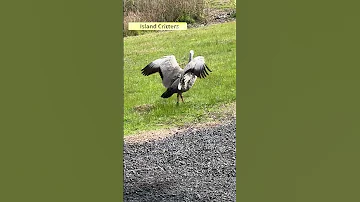 Defending The Young Cape Barren Goose In Action Geese Animalshorts Birds 