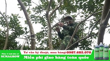 Kỹ thuật ghép cam đường canh trên cây bưởi (phân sinh học Sumagrow)