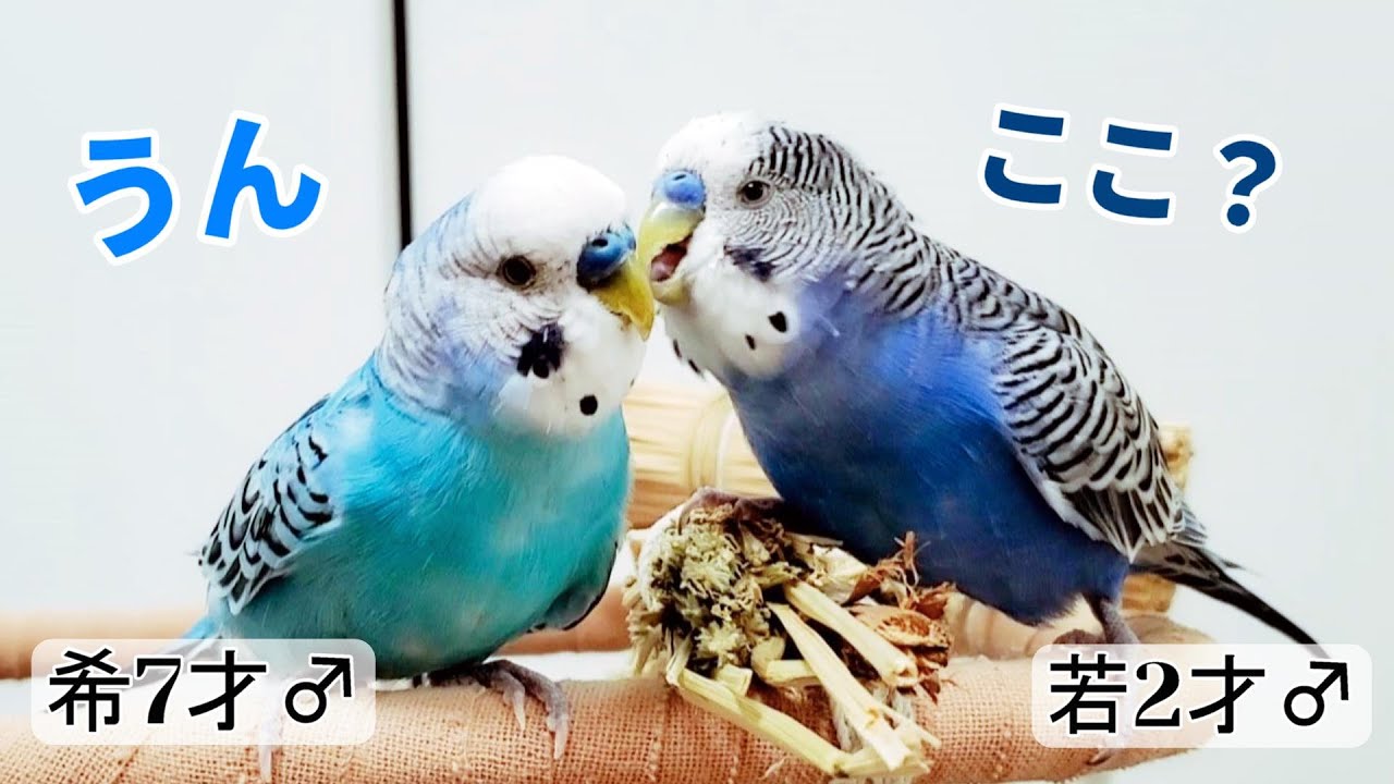 仲良しインコ 老鳥をお世話する優しいんこ 仲良しいんこ 7才(♂)と2才(♂) セキセイ