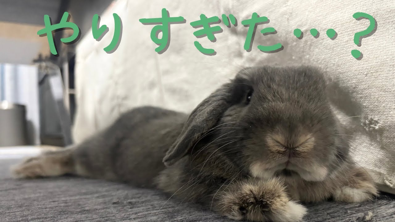 「現場検証」うさぎの朝の準備を検証してみたら可愛さと事件が両方撮れました