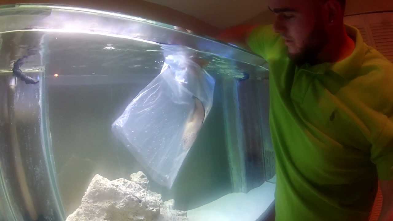 Twin spotted wrasse about to find his new home