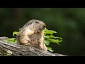 Hibernation marmottes  winterslaap marmotten
