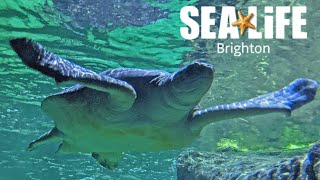 Sea Life Brighton Full Walkthrough Tour - World's Oldest Aquarium (Feb 2022) [4K]