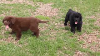 Newfoundland Puppies For Sale