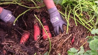 Harvesting Garnet Sweet Potatoes Grown In A Straw Bale - Wow!