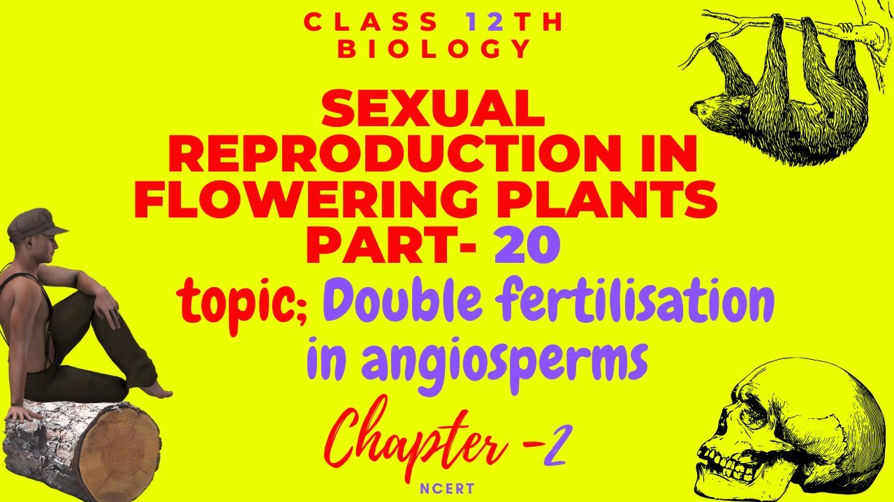 Double fertilisation in angiospermssexual reproduction in flowering