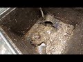 Drain Complaint 175 | The roots were stuck in the pipe | Cause of blockage Roots |