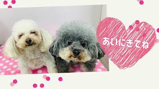 ペットサロンシャルル ペットサロンシャルル