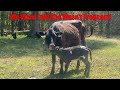 Who's Calf is This? | Three Little Goats Homestead